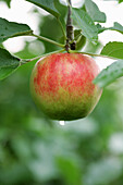 Apfel hängt am Baum, Steiermark, Österreich