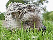  Außen, Ein Tier, Eins, Farbe, Gras, Horizontal, Igel, Land, Nahaufnahme, Nahaufnahmen, Natur, Rasen, Säugetier, Säugetiere, Tageszeit, Tier, Tiere, Wildtiere, Zoologie, A75-323436, agefotostock 