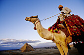Camel riders and their camels. The Gizeh pyramids. Egypt