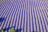 Lavender crop, Valensole plateau. Alpes de Haute-Provence, Provence, France