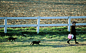 Amish girl going to school with her cats. Pennsylvania, USA
