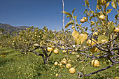 Lemons orchard in spring, Parco delle Madonie natural park. Sicily, Italy