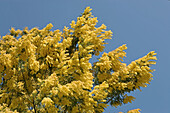 Blossoming Mimosa tree in spring, Parco delle Madonie natural park. Sicily, Italy
