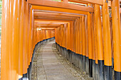 Row of Torii gates following path at Fushimi Inari Taisha Shrine, Kyoto. Kansai, Japan