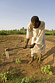 Peasant at work, Nubian village of Soleb. Upper Nubia, ash-Shamaliyah state, Sudan
