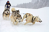Bruno Corneli Husky sleigh and dogs in Mont du Villard near Megève winter resort. Haute-Savoie (74). France