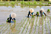 Ricefields near Ubud. Island of Bali . Indonesia
