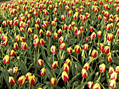 Tulips (Tulipa hybr.) in Keukenhof Park. Lisse. Netherlands.