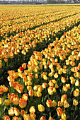 Tulips fields (Tulipa hybr.) in Lisse. Netherlands.