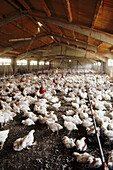 Chicken farm. Lleida province. Catalonia. Spain