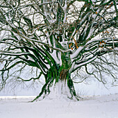Beech (Fagus Sylvatica) in winter. Bavaria. Germany
