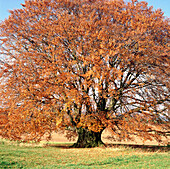 Beech (Fagus Sylvatica) in autumn. Bavaria. Germany