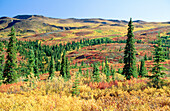 Autumn colors in the tundra. Denali NP. Alaska. USA