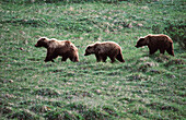 Grizzly Bears (Ursus arctos). Denali National Park. Alaska. USA