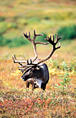 Caribou (Rangifer tarandus). Denali NP. Alaska. USA