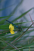 Male Emperor Dragonfly (Anax imperator). England