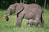 African Elephant (Loxodonta africana) and calf. Kenya