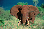African Elephant (Loxodonta africana). Tsavo National Park. Kenya