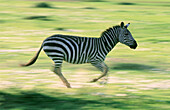 Burchell s Zebra (Equus burchelli). Masai Mara. Kenya