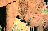Elephants (Loxodonta africana), mother and calf. Samburu Game Reserve. Kenya