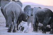 African Elephants (Loxodonta africana) dustbathing. Amboseli NP. Kenya