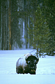 American Bison (Bison bison) in snow. Yellowstone National Park. Wyoming. USA