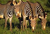Grevy s Zebras (Equus grevyi). Kenya