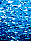 Fishes in aquarium. Loroparque, Tenerife, Canary Islands. Spain