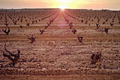 Vineyards in winter, Requena, Valencia province. Spain.