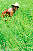 Woman in paddy field. Bali. Indonesia