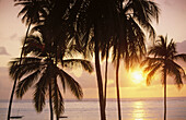 Beach with coconuts in Zanzibar s east coast. Tanzania
