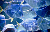 Fish in aquarium. Bahamas