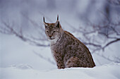 Lynx (Felis lynx)