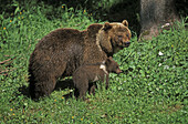 Brown bear with cub (Ursus arctos).