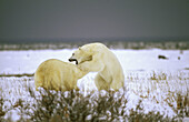Polar Bear (Ursus maritimus). Fighting. Canada