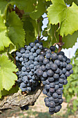 Vineyards. Manto negro grape variety (native from the Balearic islands), Majorca. Balearic Island. Spain