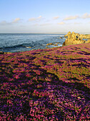 Pink flowers on rocky cliff. Monterey. California. USA