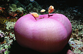 Pink Clownfish (Amphiprion perideraion) with Sea Anemone. Great Barrier Reef, Australia