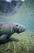 West Indian Manatee (Trichechus Manatus).Crystal river. Florida. USA