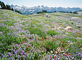 Hikers in field of Alpine wildflowers. Mount Rainier National Park. Washington. USA.