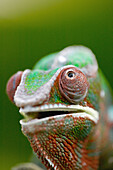 Panther Chameleon (Furcifer pardalis) Madagascar, Africa