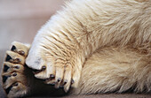 Feet of Polar Bear (Ursus maritimus)