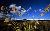 Blick über weite Ebene zum Mt.Ngauruhoe, Tongariro Nationalpark, Nordinsel, Neuseeland