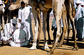 Camels race during the yearly tuareg festival sebiba . Djanet oasis. Tassili n Ajjer. Sahara. Algeria