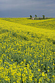 Colza fields at spring. Valensole village and plateau. Provence. France