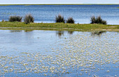 Wetlands. Doñana National Park. Huelva province. Spain