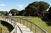 Footbridge. Doñana National Park. Huelva province. Spain