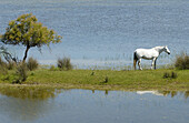 Pferd in einem Feuchtgebiet. Doñana-Nationalpark. Provinz Huelva. Spanien