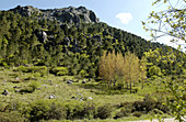 Sierra de Grazalema natural park. Cádiz province. Spain