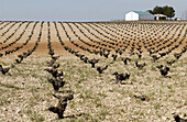 Vineyards. Ciudad Real province. Spain